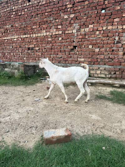 gulabi teda show class quality