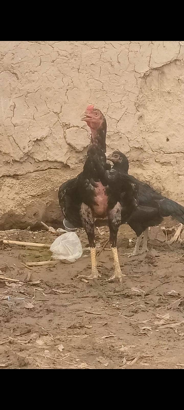 پاکستانی اصیل بند گدی بہت ہی اچھا پٹھا ہے 0