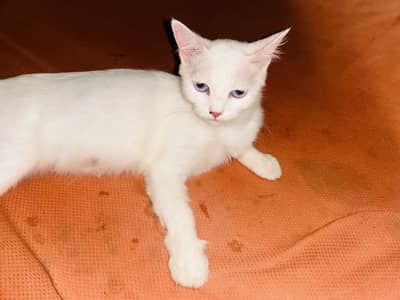 Persian cat white blue eyes