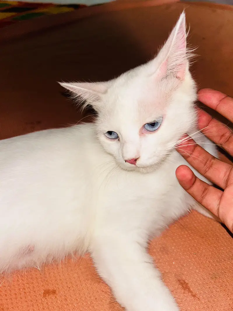Persian cat white blue eyes — photo 2