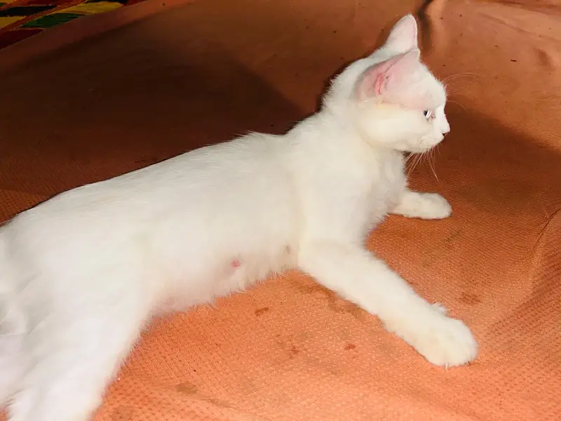 Persian cat white blue eyes — photo 3