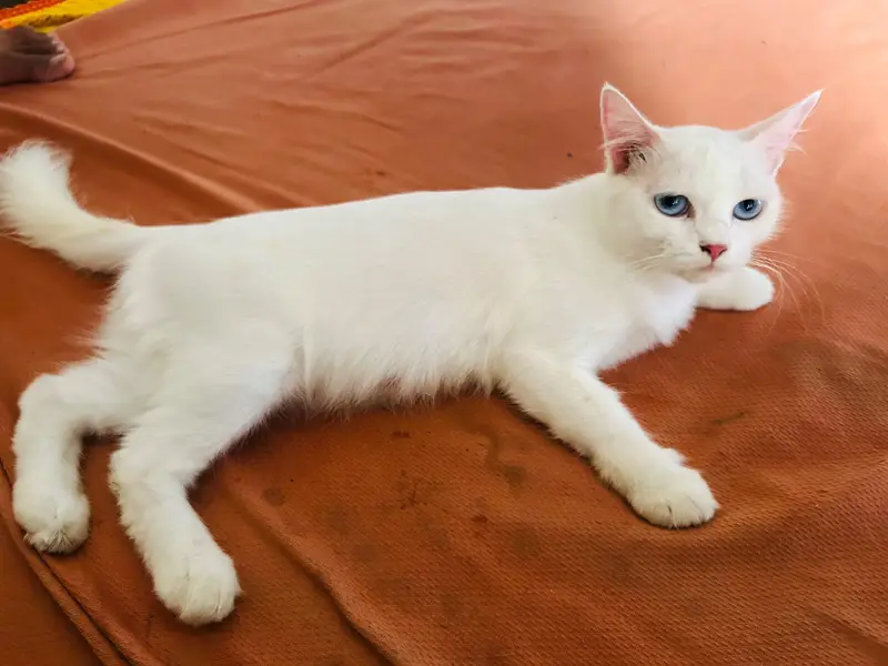 Persian cat white blue eyes — photo 4