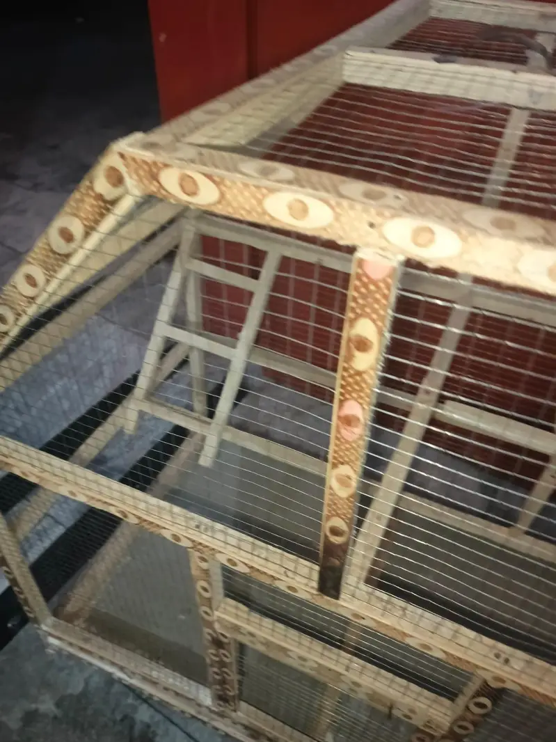 bird's cage — photo 4