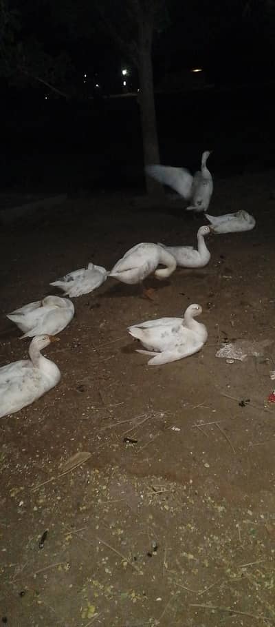 Beautiful Chinese Geese (Chinese Hans) Pair for Sale