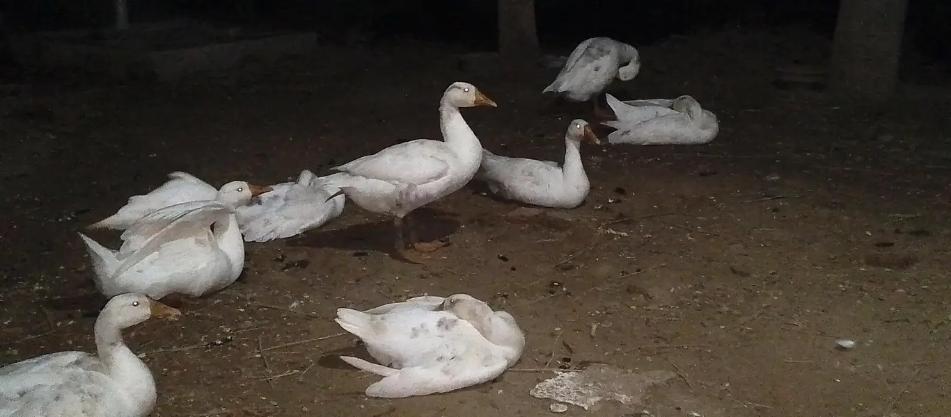 Beautiful Chinese Geese (Chinese Hans) Pair for Sale — photo 2
