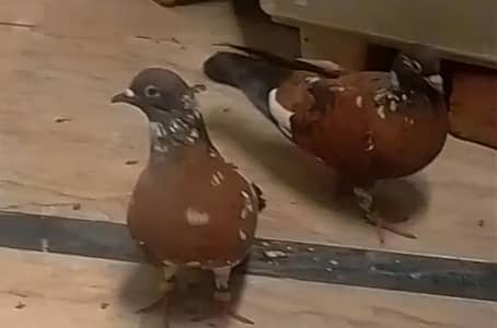 Beautiful Pigeons Available for Sale in Lahore