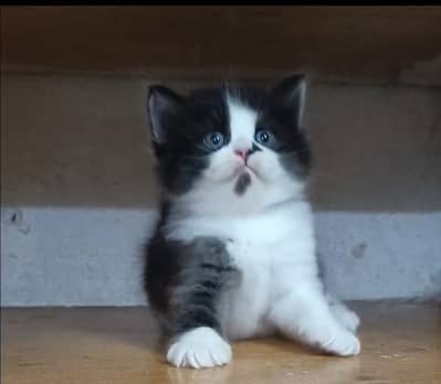 Persian kitten /punch face /triple coat /female male  cat