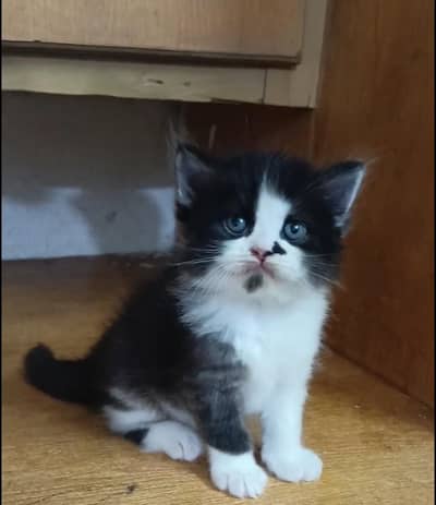 Persian kitten /punch face /triple coat /female cat