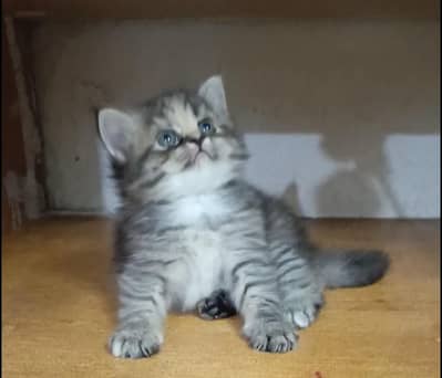 Persian kitten /punch face /triple coat /female cat