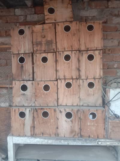 lovebird box  and raw mail