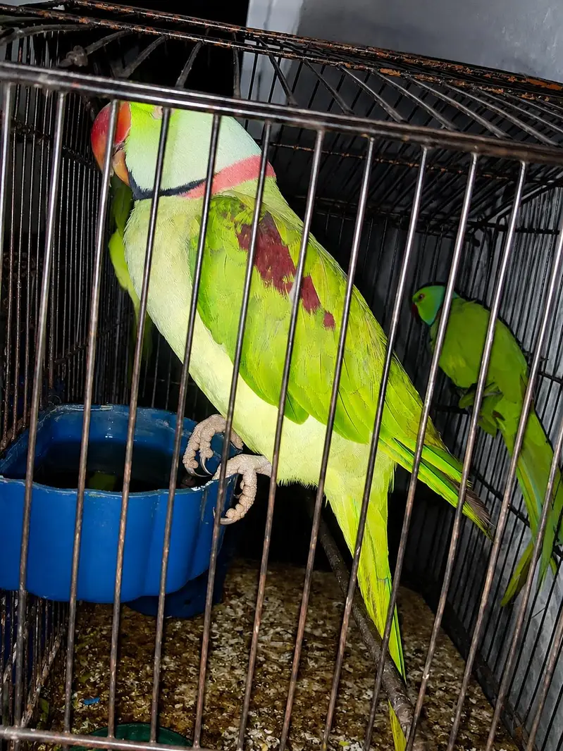 lovebird box  and raw mail — photo 2