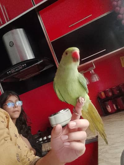 healthy parrot