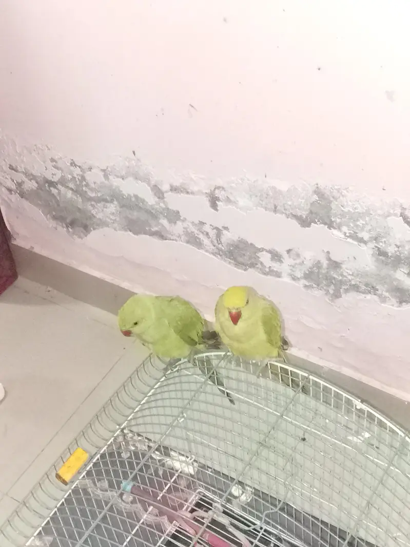 healthy parrot — photo 2