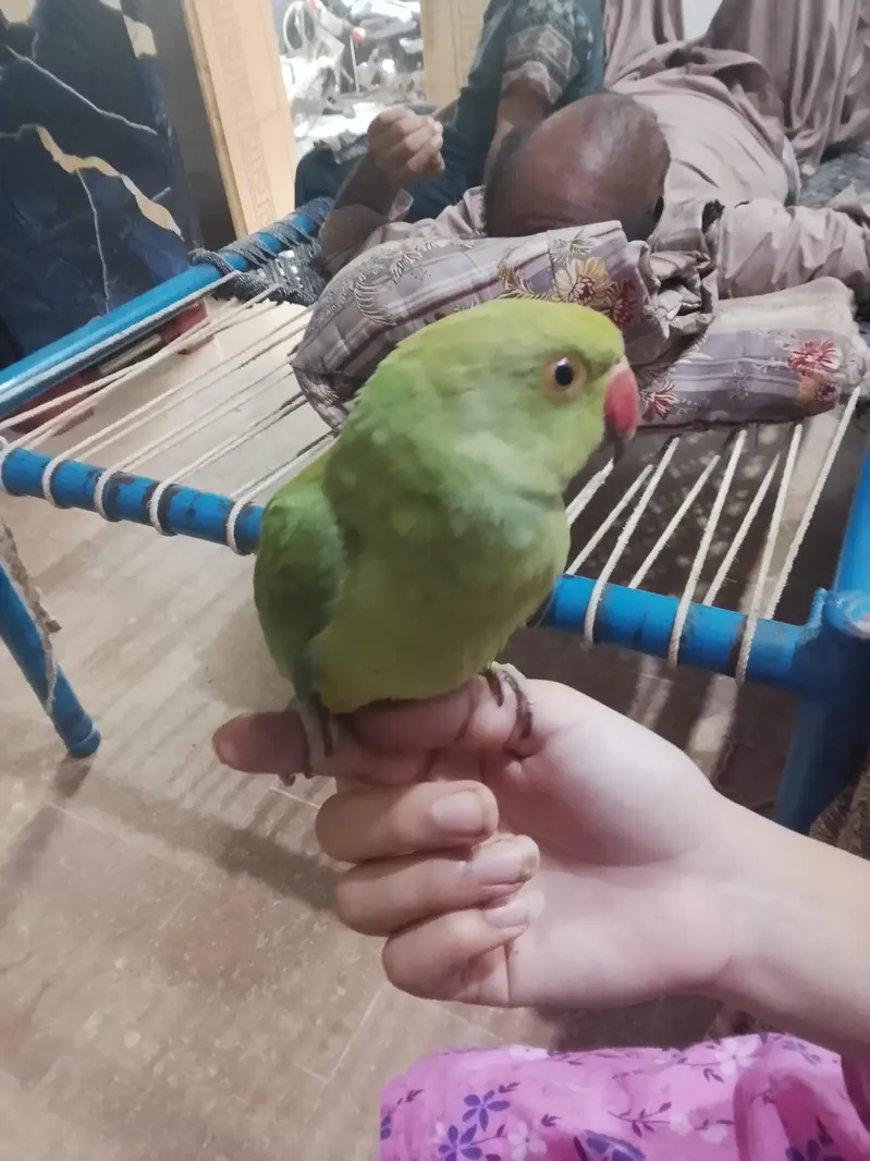 healthy parrot — photo 3