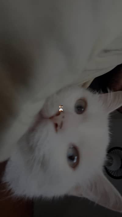 Persian cat double coated
