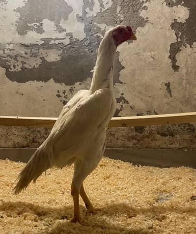white O shamo Male age 6 months