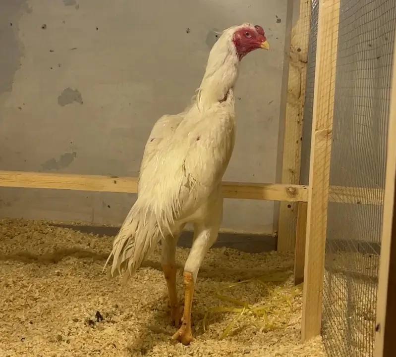 white O shamo Male age 6 months — photo 2