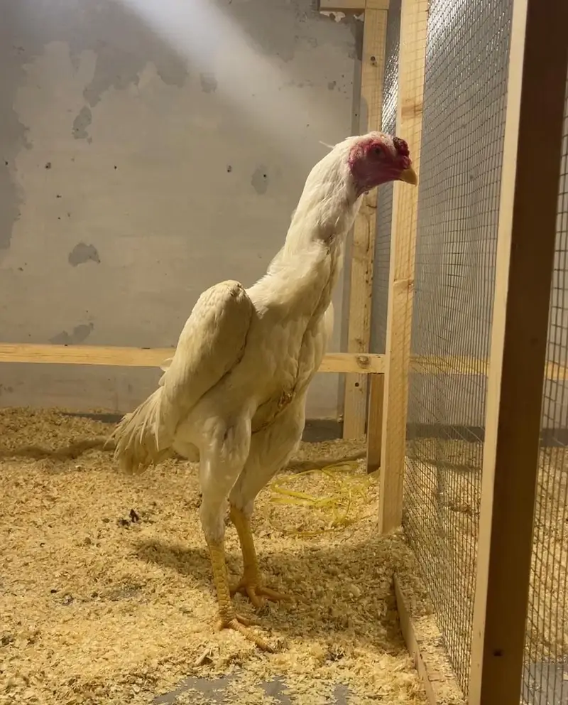 white O shamo Male age 6 months — photo 3