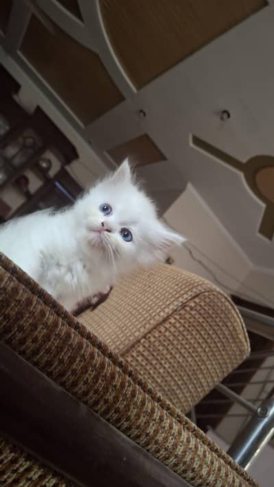 3 Friendly persian cute kitten for sale.
