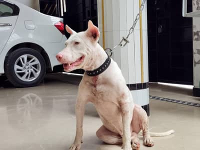 gultair dog for sale