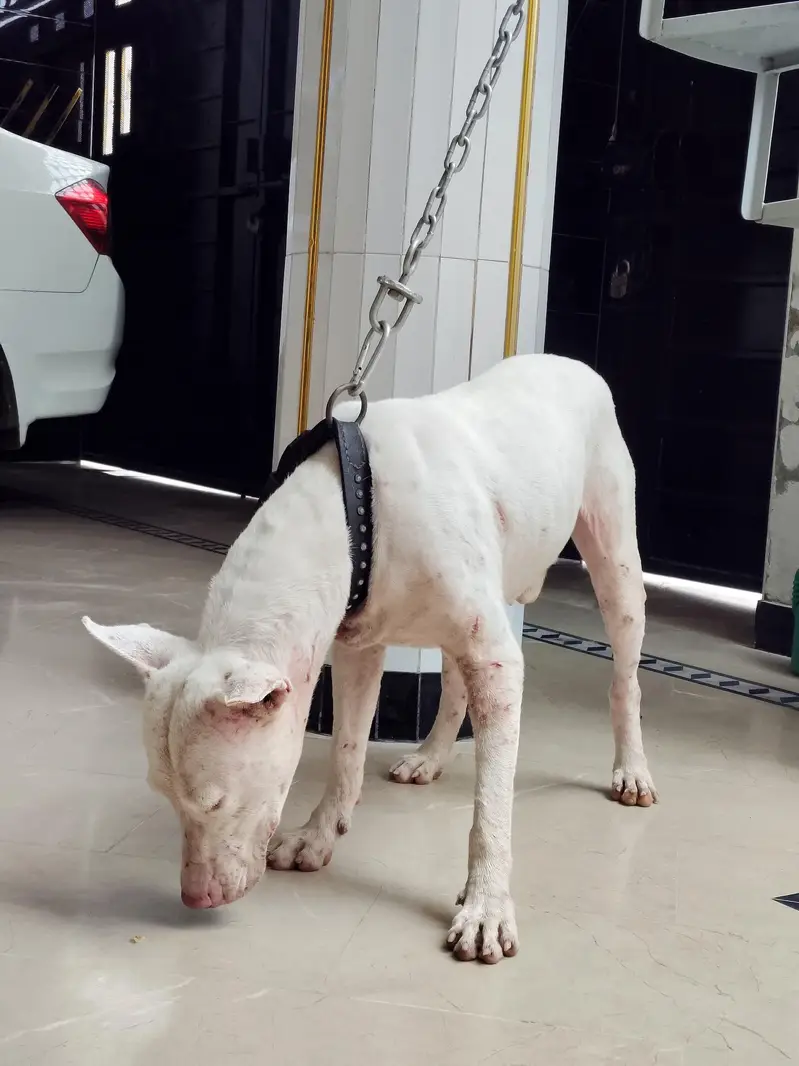gultair dog for sale — photo 2