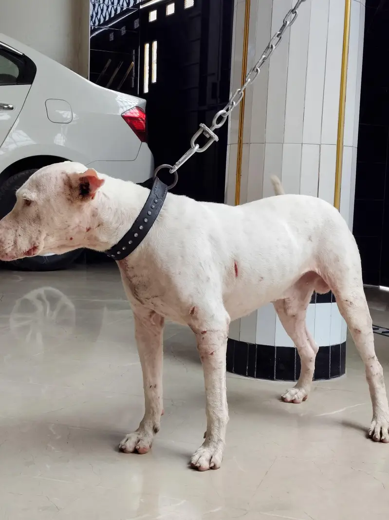 gultair dog for sale — photo 3