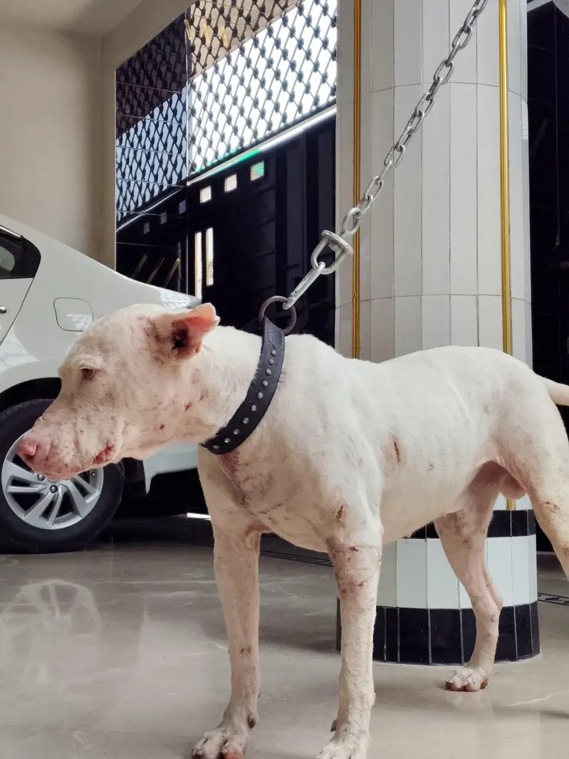 gultair dog for sale — photo 4