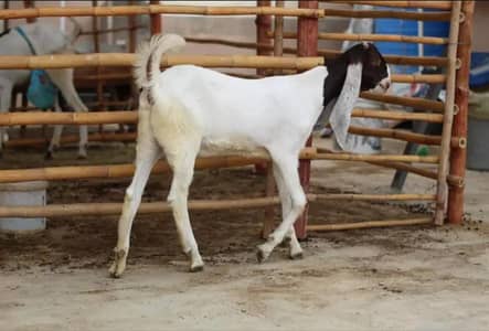 Premium High Quality Gulabi Cross Female For Sale | Premium bloodline
