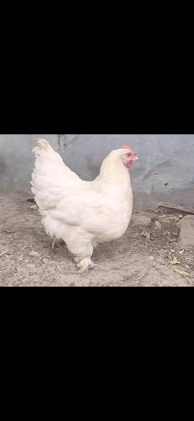 White buff