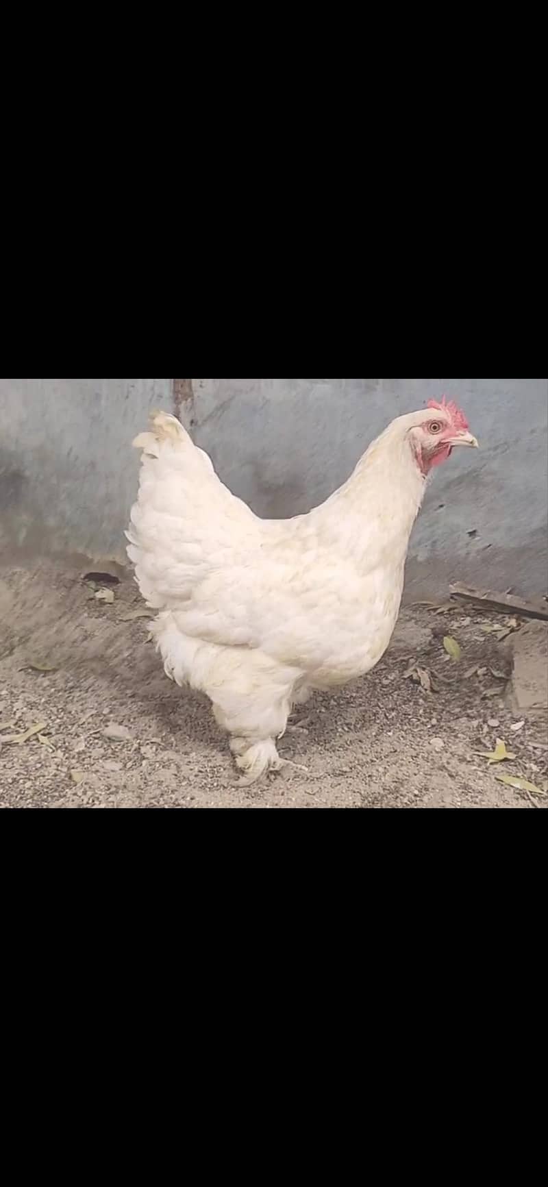 White buff cochine 1