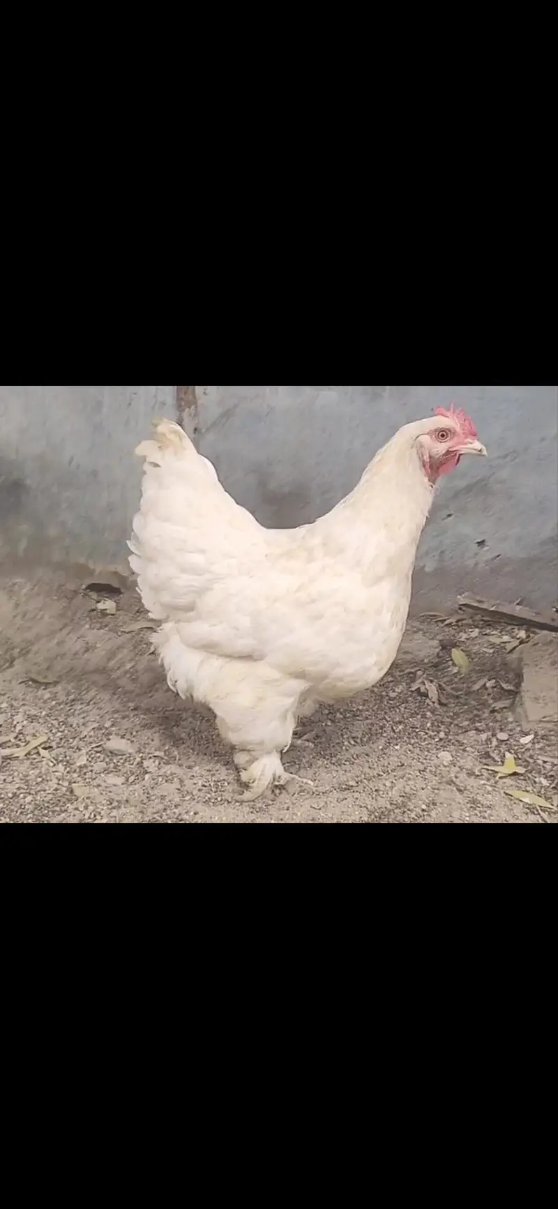 White buff cochine — photo 2