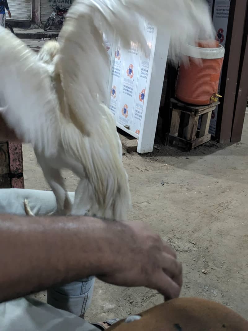Home bread 3