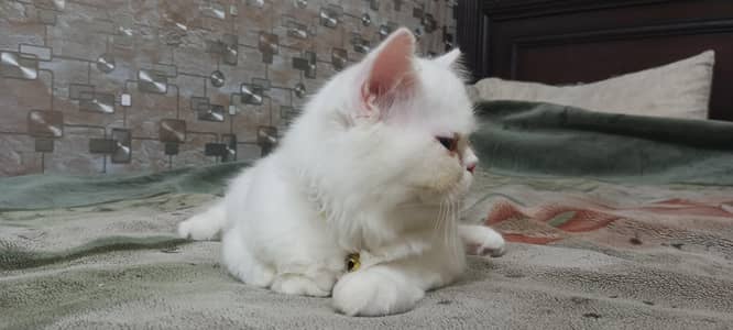Persian Tripple Coated Odd Eyes Male