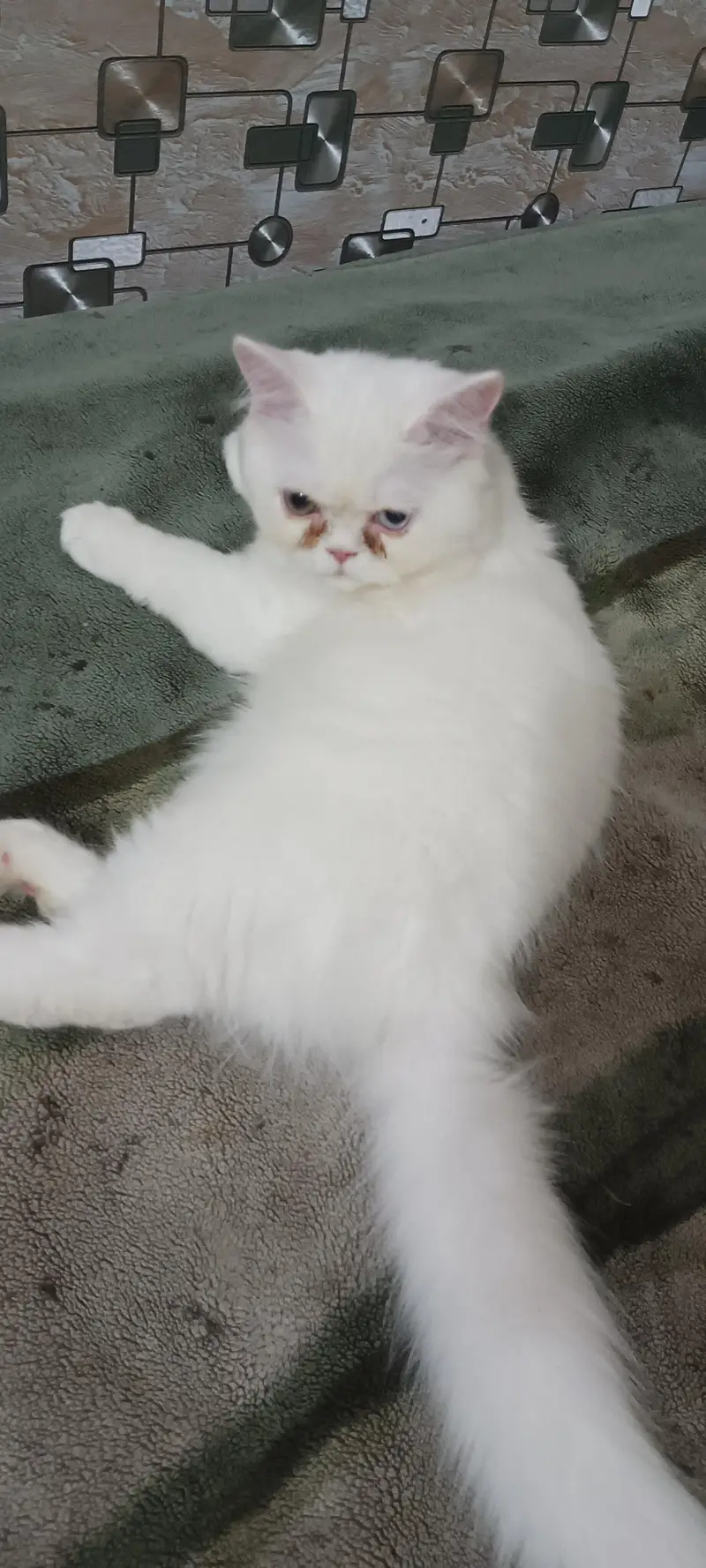 Persian Tripple Coated Odd Eyes Male — photo 2