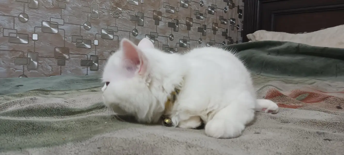 Persian Tripple Coated Odd Eyes Male — photo 3