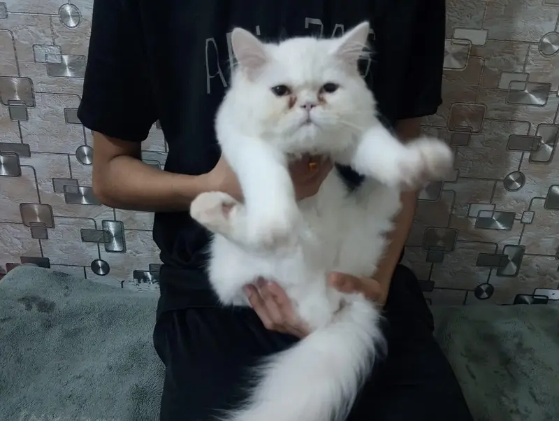 Persian Tripple Coated Odd Eyes Male — photo 4
