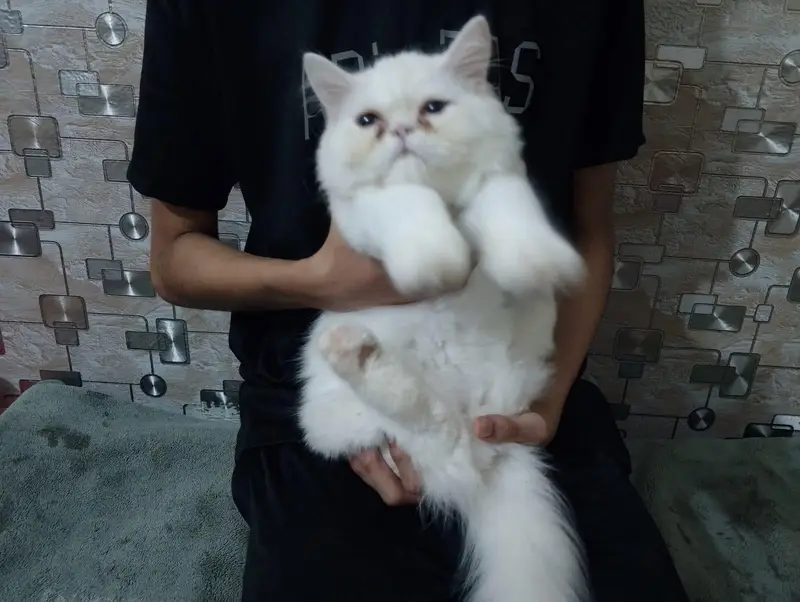 Persian Tripple Coated Odd Eyes Male — photo 5