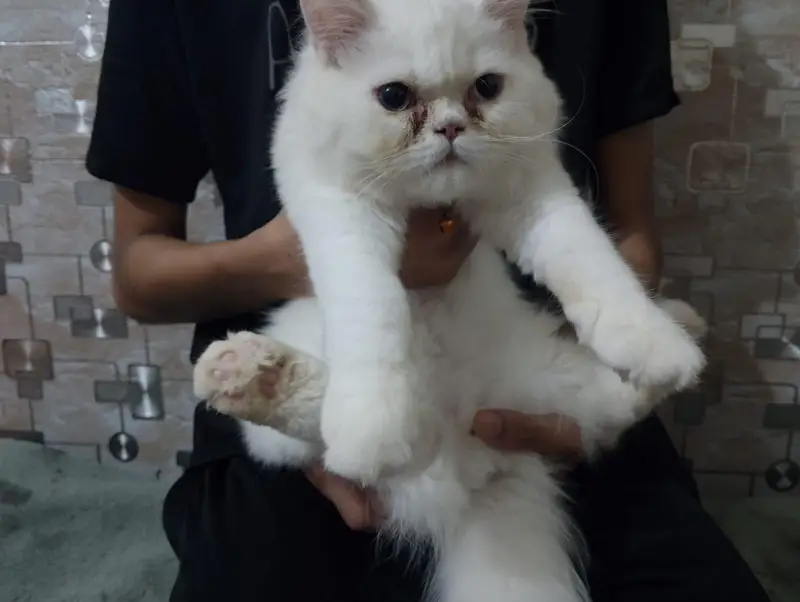 Persian Tripple Coated Odd Eyes Male — photo 6