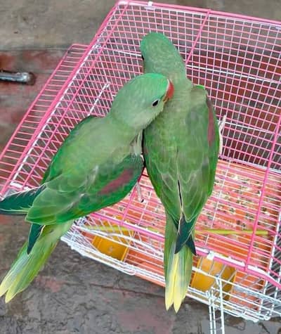 Kashmiri Raw Chicks Pair Male Female