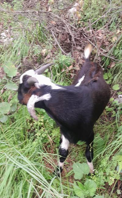 صدقہ کیلۓ بہترین بکرا قیمت صرف 42000