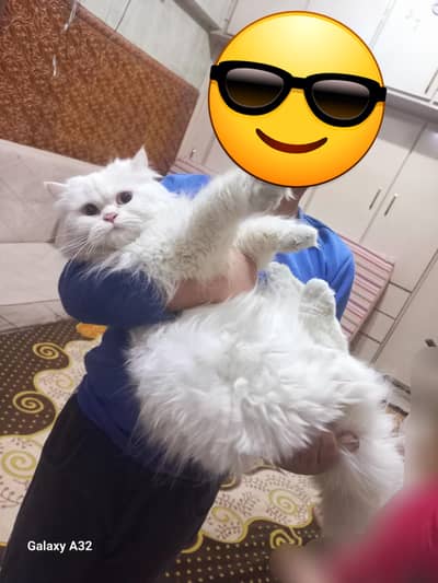 Persian cat