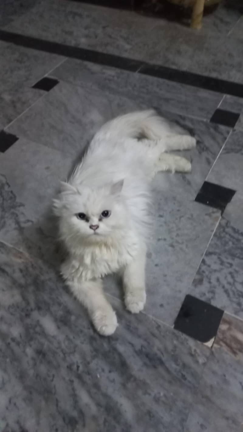 Persian cat 1