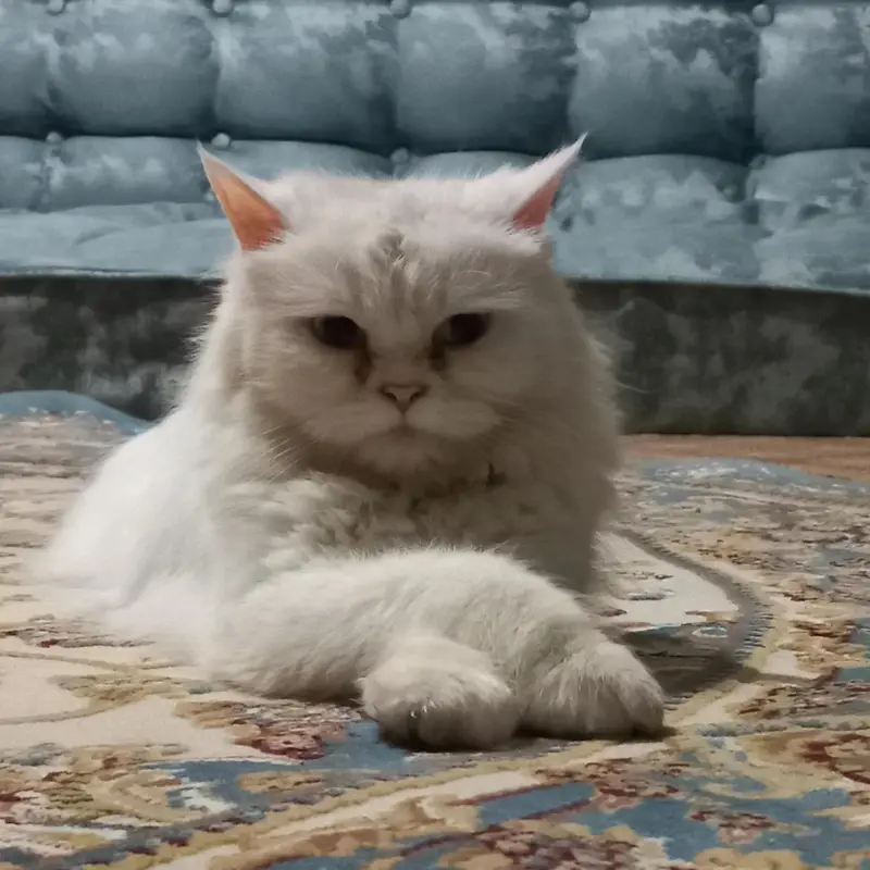 Persian cat — photo 3