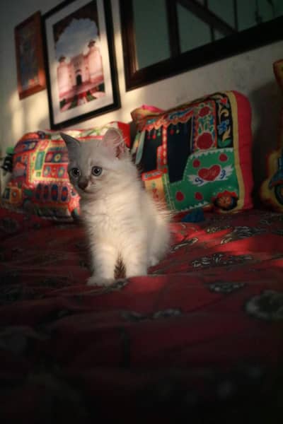 himalayan kitten for sale