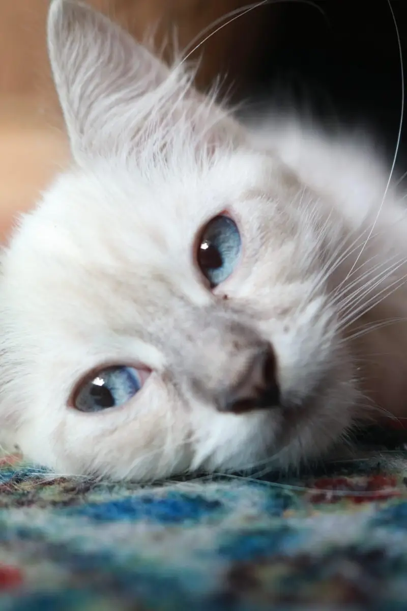 himalayan kitten for sale — photo 2