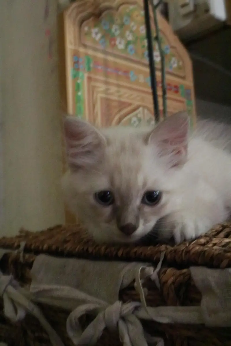 himalayan kitten for sale — photo 3