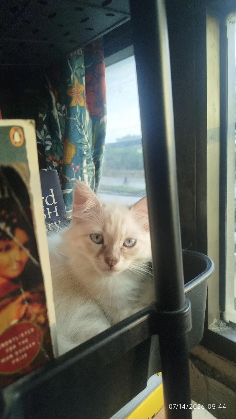 himalayan kitten for sale — photo 4