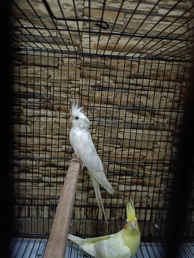 Cocktail Breeder Pair