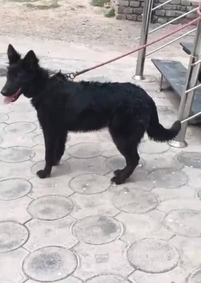 Top Quality Black German shepherd Female First Heat py ane wali hain