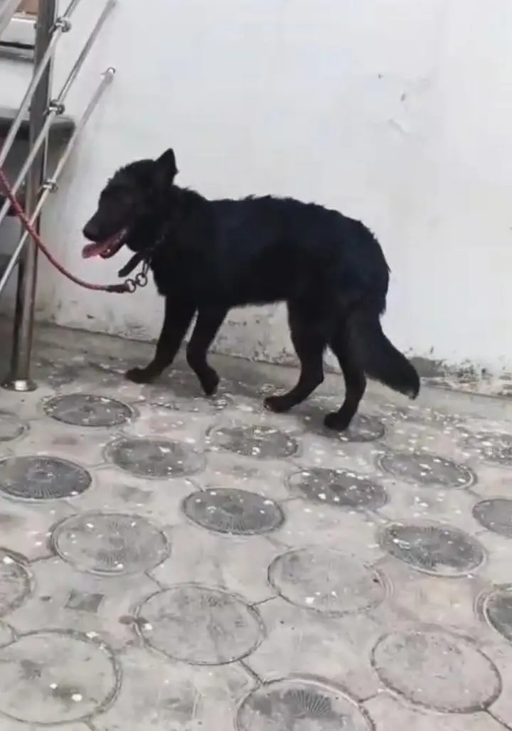 Top Quality Black German shepherd Female First Heat py ane wali hain — photo 2